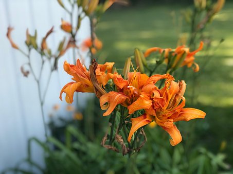 Free Lilies Orange photo and picture