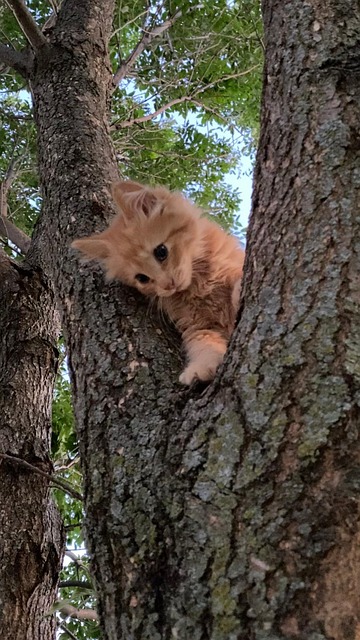 Free Tree Kitten photo and picture