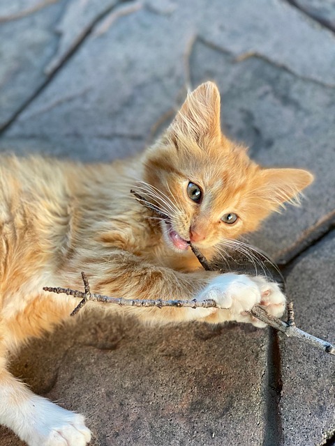 Free Feline Pet photo and picture