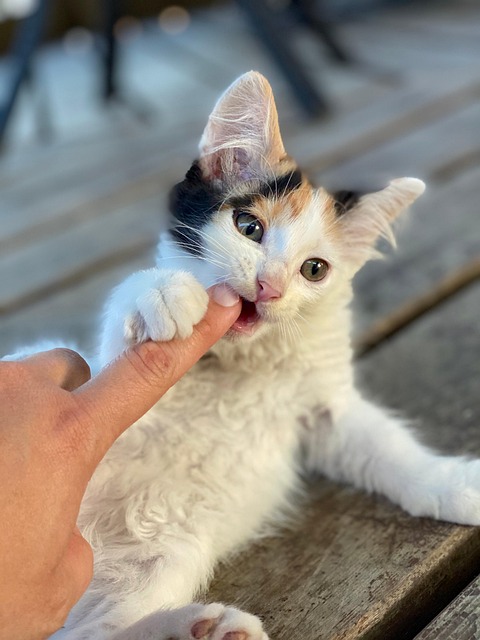 Free Kitty Playing photo and picture