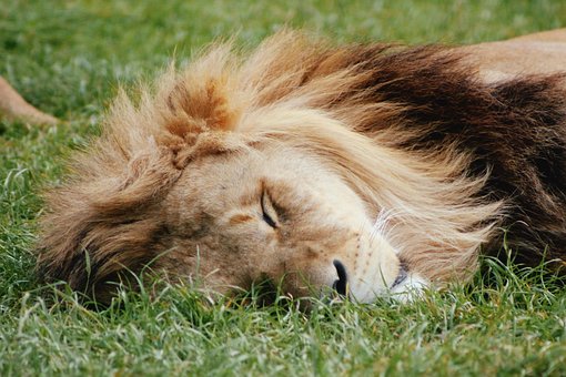 León, Dormido, Perezoso, Animal