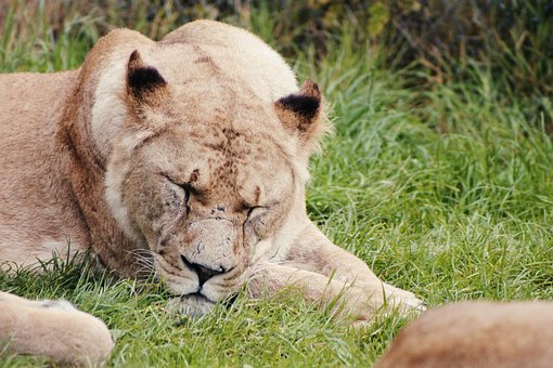 Leona, Animal, Zoo, León, Mujer
