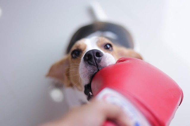 Free Beagle Dog photo and picture