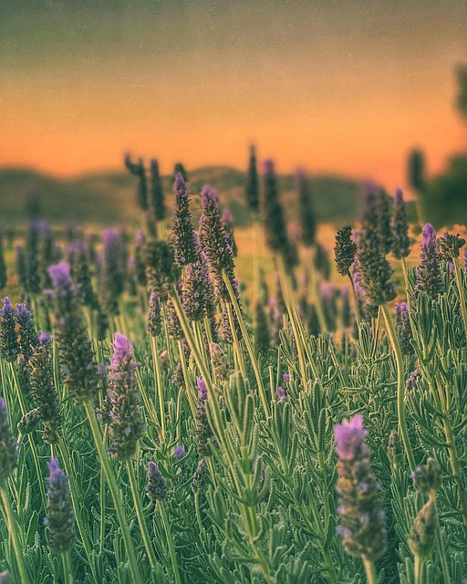 Free Sunset Lavender photo and picture