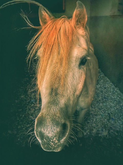 Free Horse Pony photo and picture