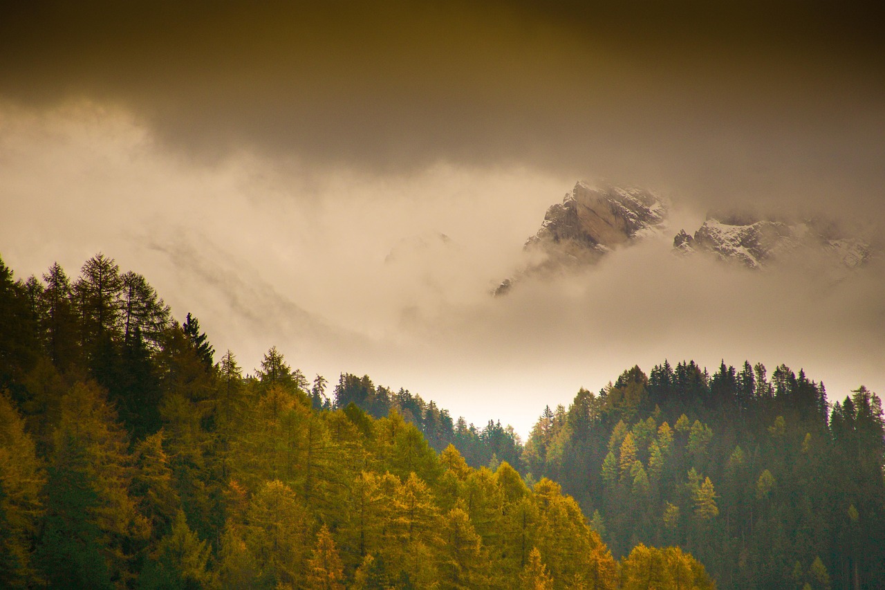 Trees - free online jigsaw puzzle photo