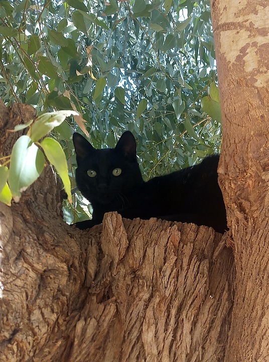 Black Cat Tree Free photo on Pixabay Pixabay
