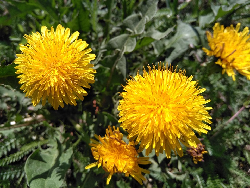 Dandelion Blossom Bloom Free photo on