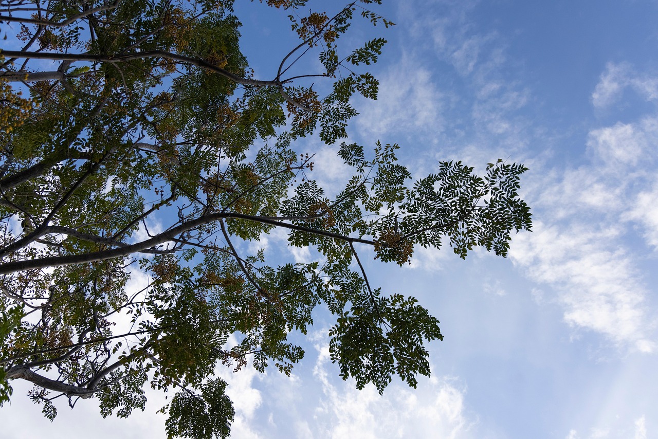 Tree Branches Sky Free photo on Pixabay Pixabay