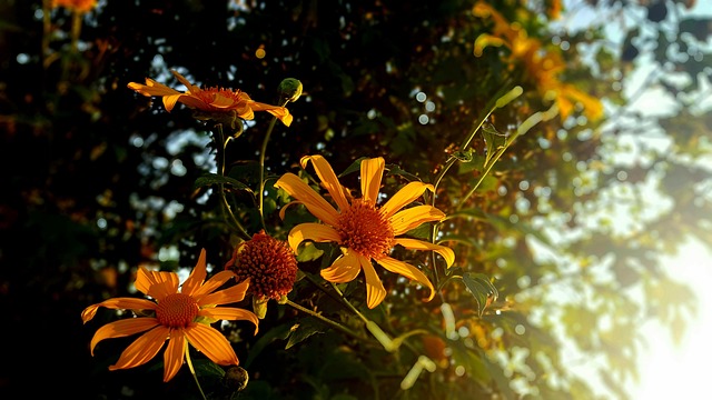 Free Flower Nature photo and picture