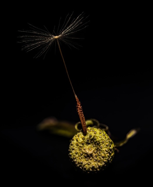 Free Dandelion Seed photo and picture