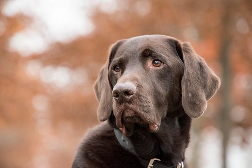 Free Labrador Dog photo and picture