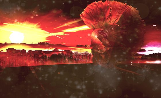 Free Dream Way photo and picture