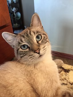 Free Cat Kitty photo and picture