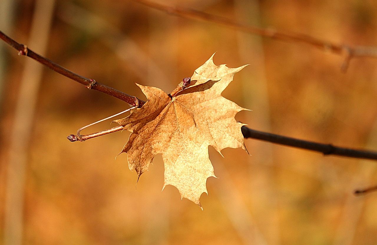 干叶 枝杈 树 - Pixabay上的免费照片 - Pixabay