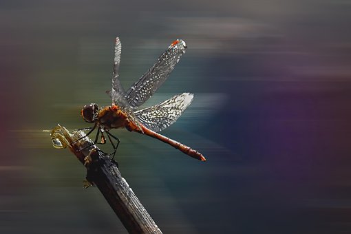 Free Dragonfly Insect photo and picture