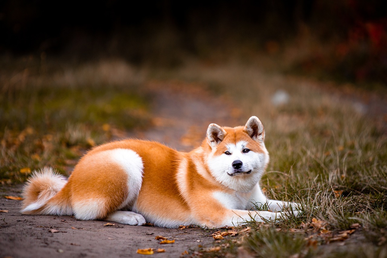 Akita Inu GoofyTails Akita Inu GoofyTails