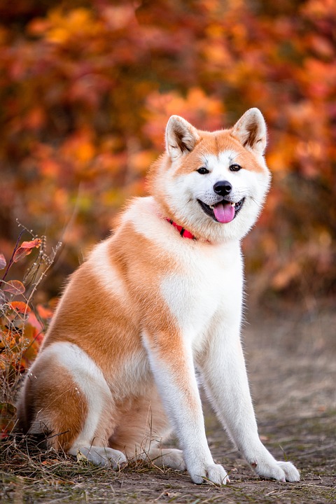 秋田 犬 座っている Pixabayの無料写真