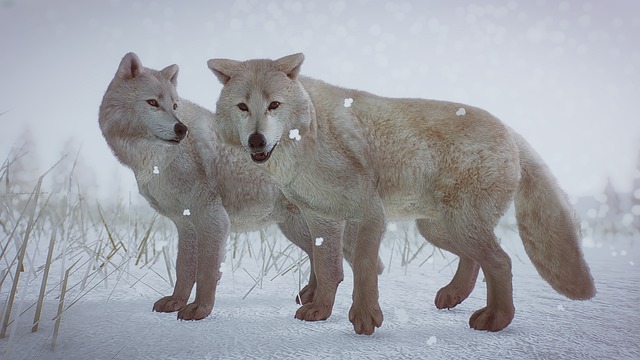 Free lobos alcatéia wolf illustration