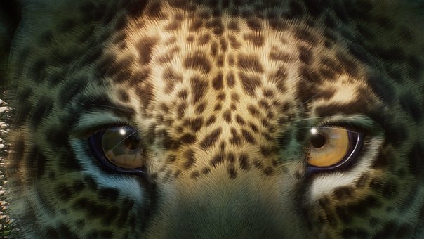 Free Jaguar Eyes Jaguar illustration and picture