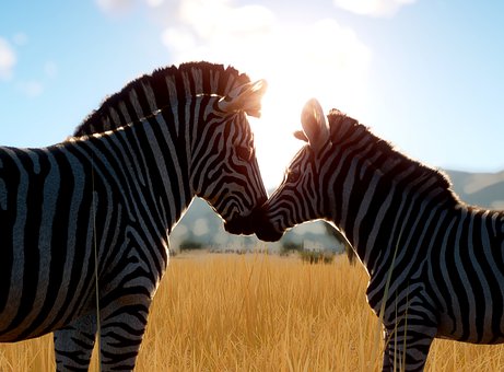 Free Zebras Pair illustration and picture