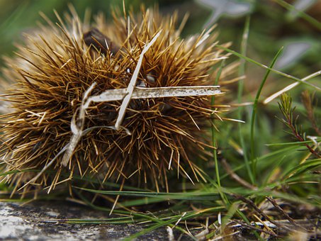Free Nature Close-Up photo and picture