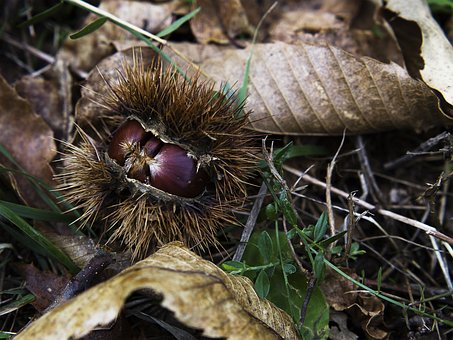 Free Nature Close-Up photo and picture