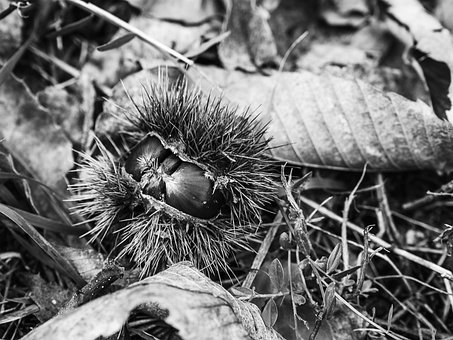 Free Nature Close-Up photo and picture