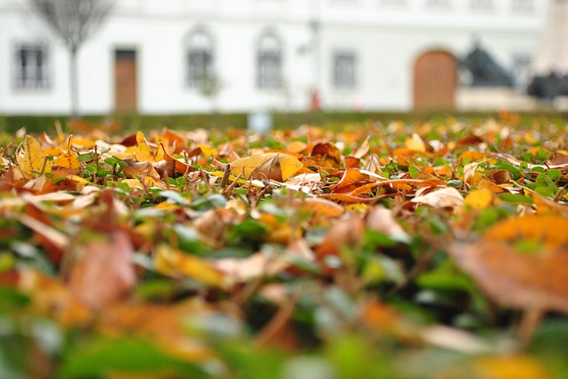 Free Leaves Ground photo and picture
