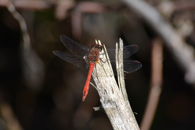Free Dragonfly Insect photo and picture