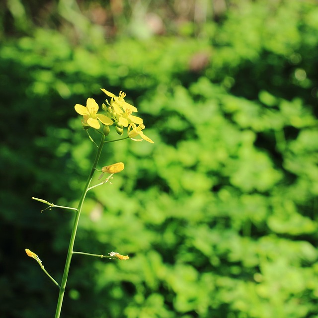 Free Flowers Plant photo and picture