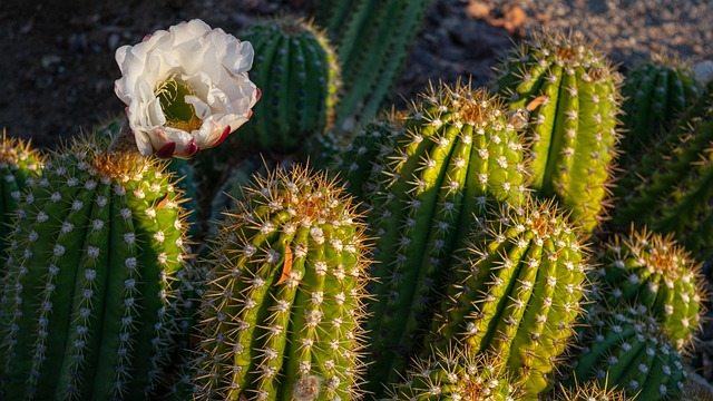 Free Cactus Flower photo and picture