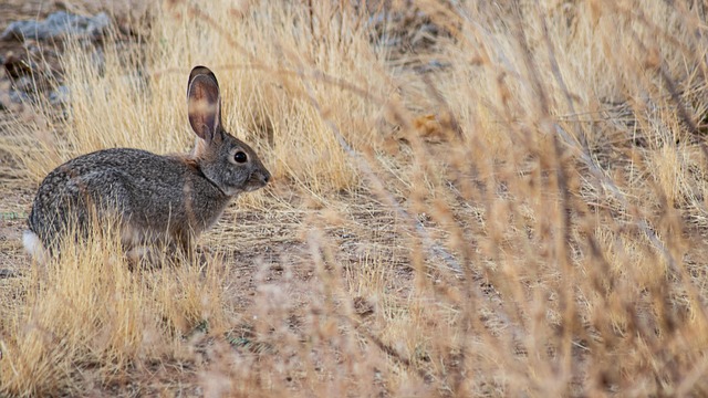 Free Rabbit Bunny photo and picture
