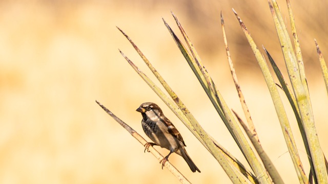 Free Bird Desert photo and picture