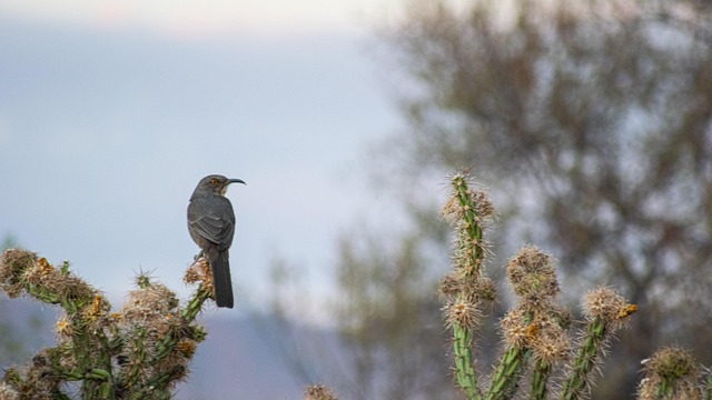 Free Bird Cactus photo and picture