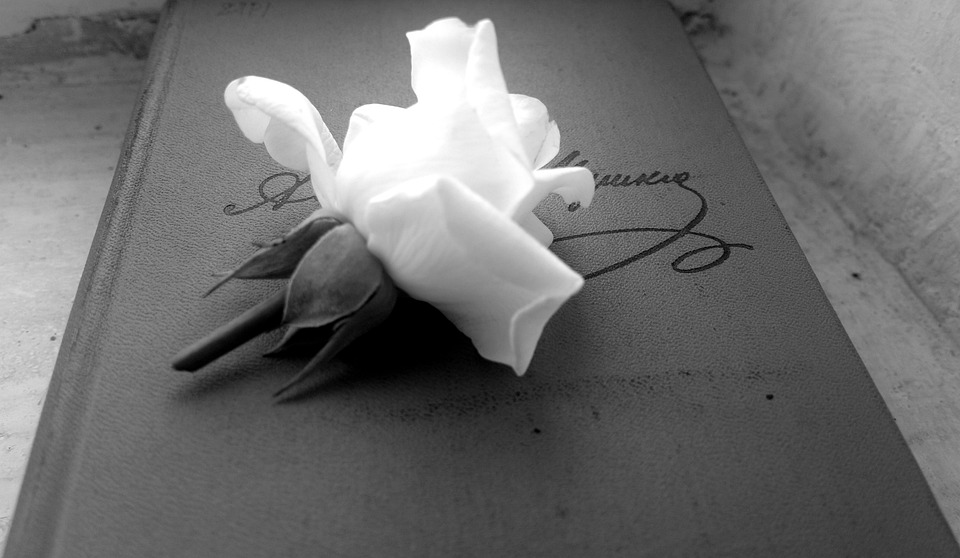 Rose Blanche Photo gratuite sur Pixabay Pixabay