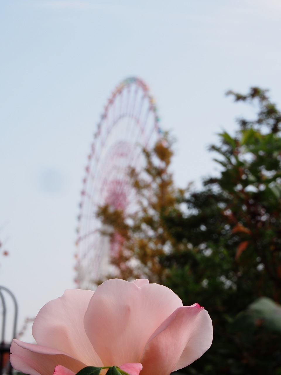 Rose Rueda Rose Rueda De La Fortuna Odaiba - Foto gratis en Pixabay - Pixabay