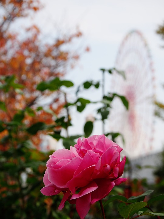 Rose Rueda Rose Rueda De La Fortuna Odaiba - Foto gratis en Pixabay - Pixabay