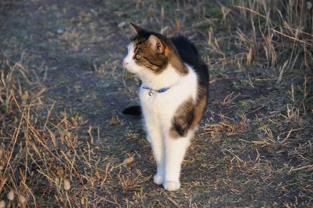 猫科动物中的终极斗士