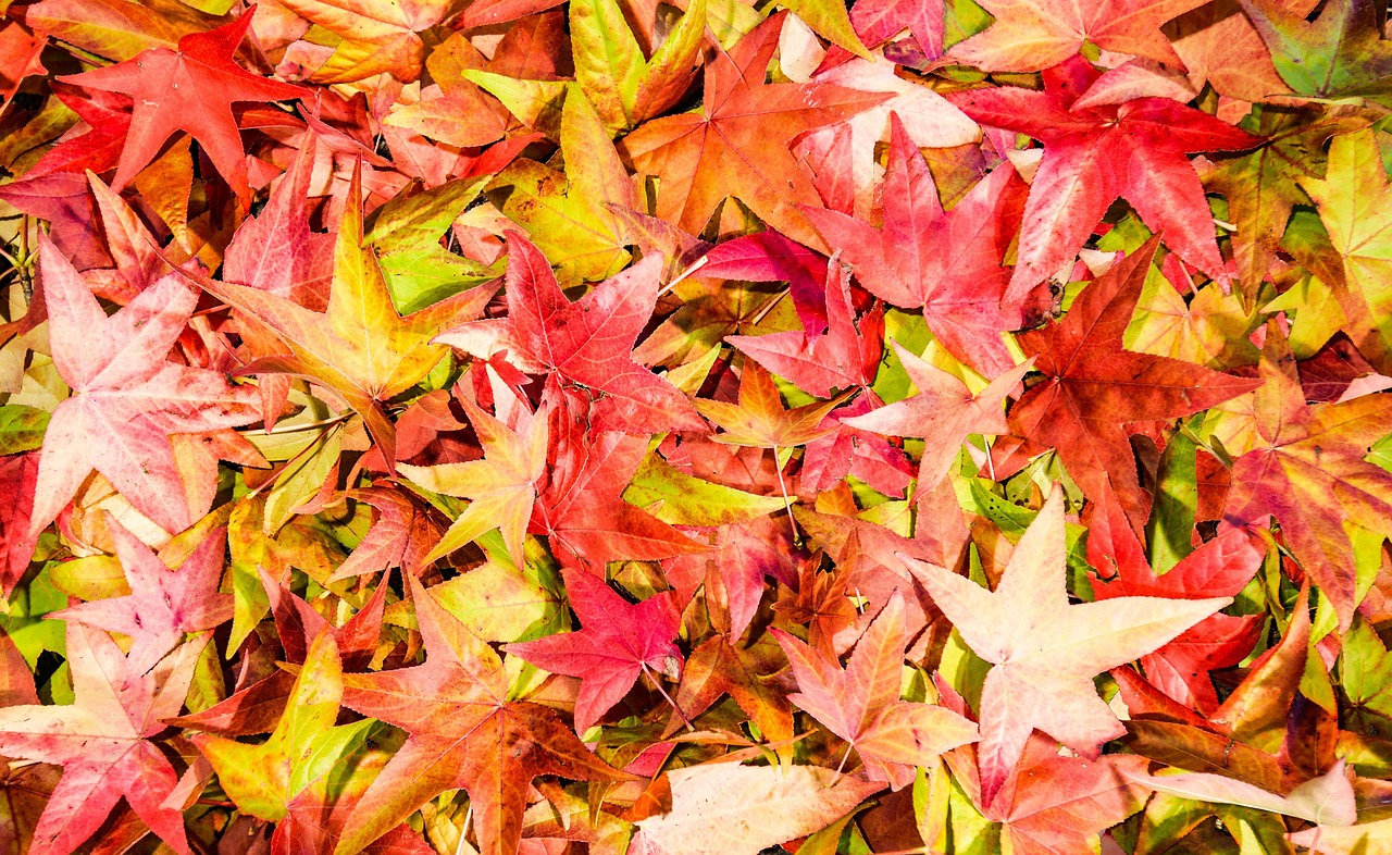 Maple Melbourne 枫 - Pixabay上的免费照片 - Pixabay