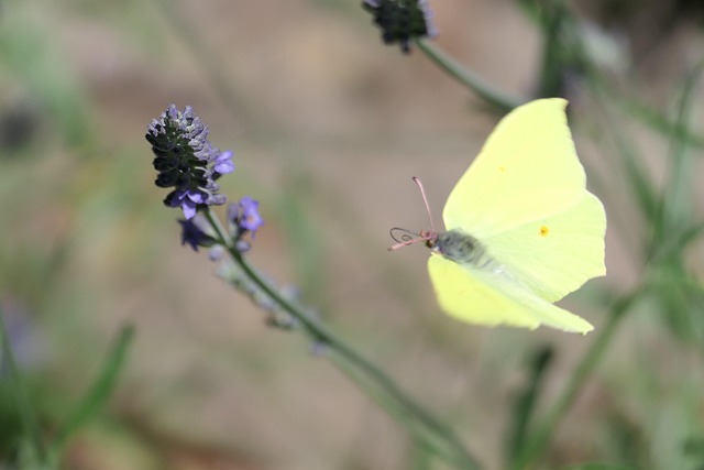 Sommerfugl, Flyvningen, Plante, Vinge