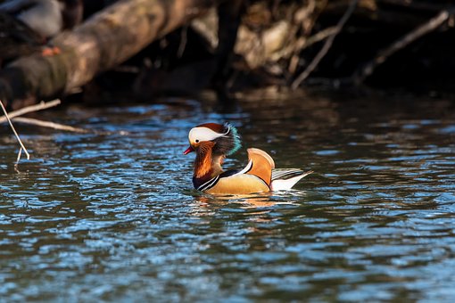 Mandarin Ænder, Vandfugl, And, Fugl