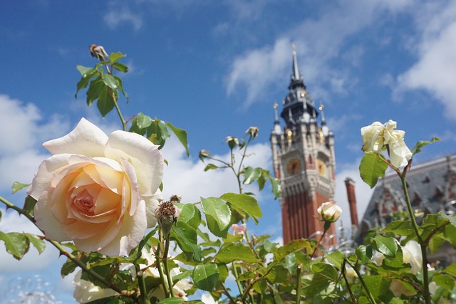 Free Rose Flower photo and picture