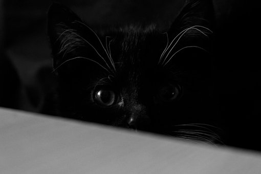 Free Cat Animal photo and picture