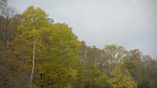 Free Autumn Forest photo and picture