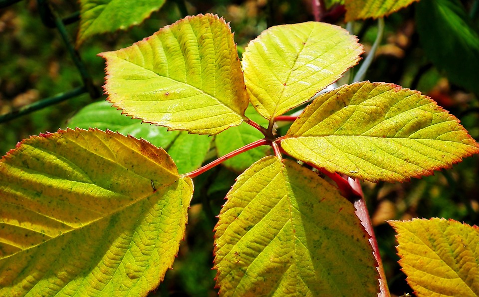 Blackberry Leaves Tree Free photo on Pixabay Pixabay