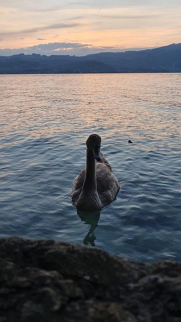 Free Swan Black Swan photo and picture