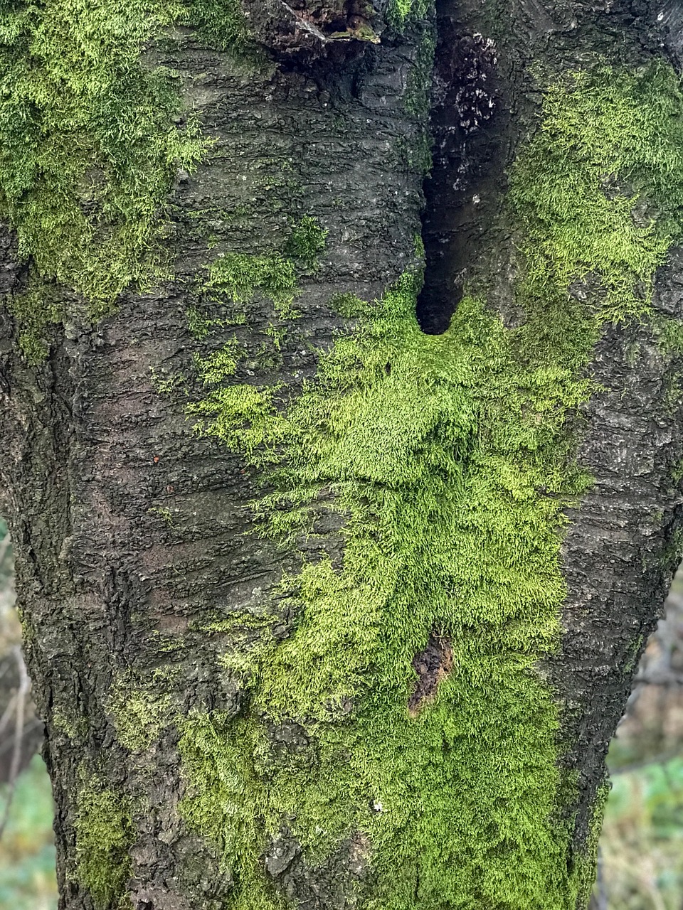 Tree Moss Nature Free photo on Pixabay Pixabay