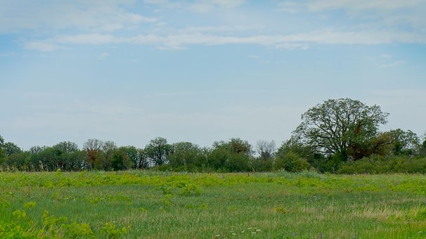 Free Field Grass photo and picture