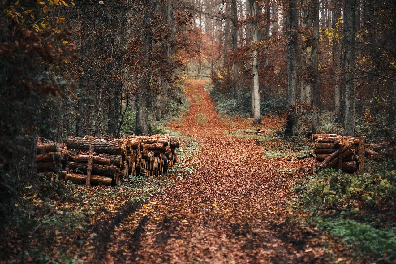 숲 나무 길 - Pixabay의 무료 사진 - Pixabay